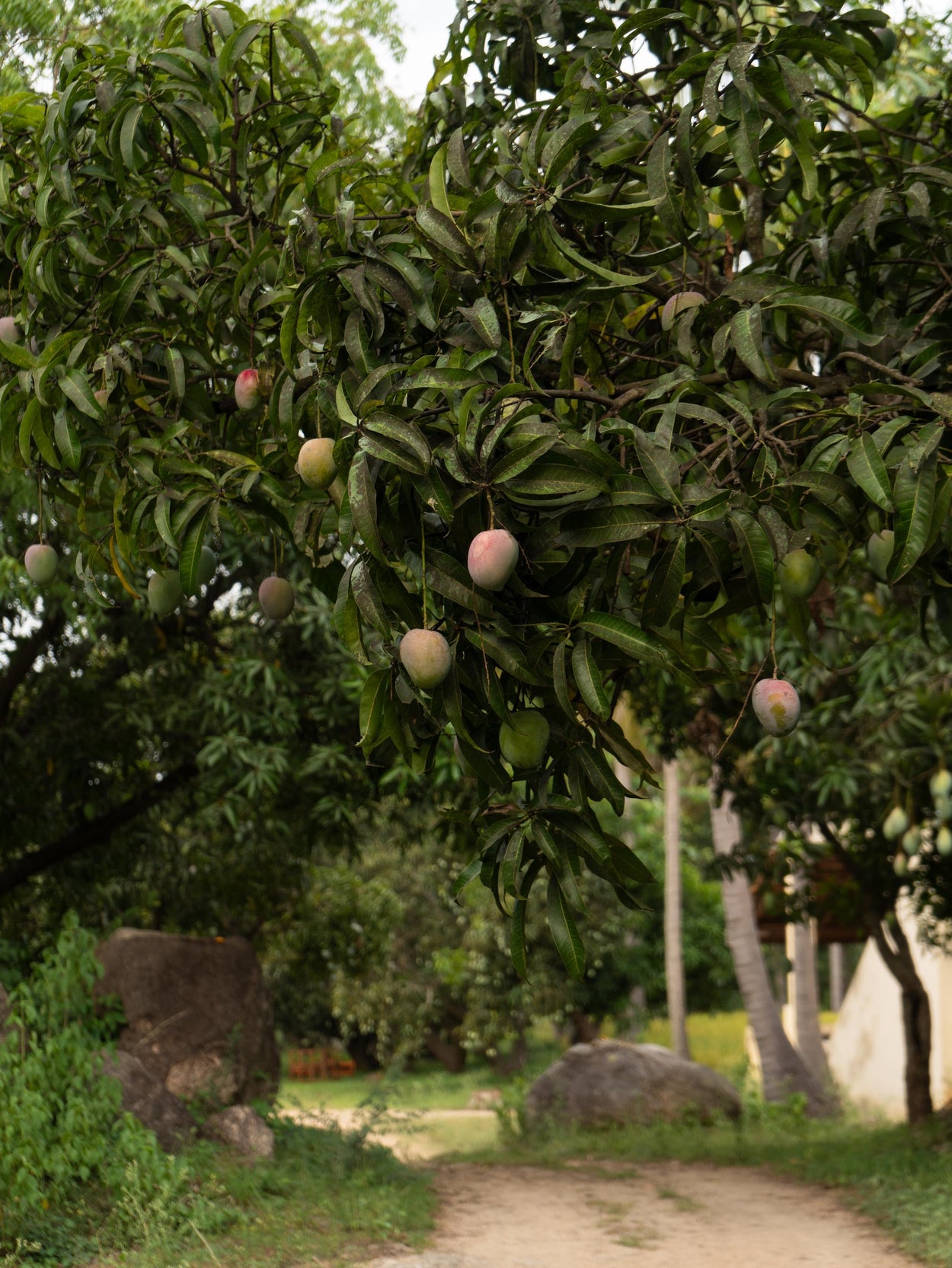 Sindhura Mango Box (shipping to Karnataka, Tamil Nadu, Andhra Pradesh, Puducherry Only)