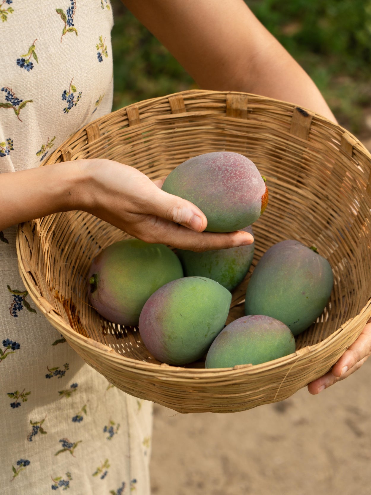 Sindhura Mango Box (shipping to Karnataka, Tamil Nadu, Andhra Pradesh, Puducherry Only)