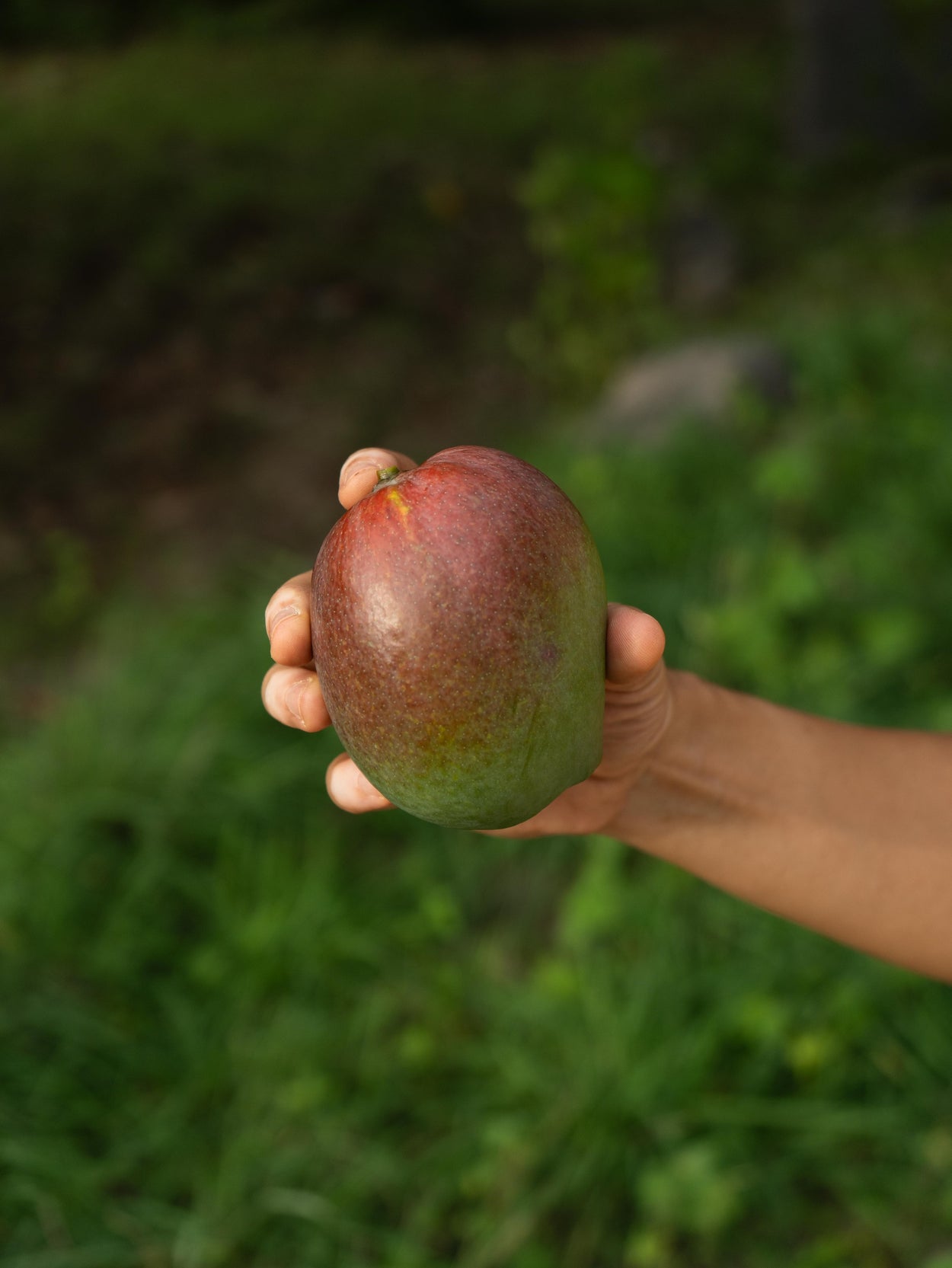 Sindhura Mango Box (shipping to Karnataka, Tamil Nadu, Andhra Pradesh, Puducherry Only)