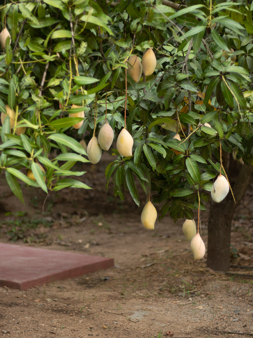 Totapuri Mango - Raw (Pickling/Salads)