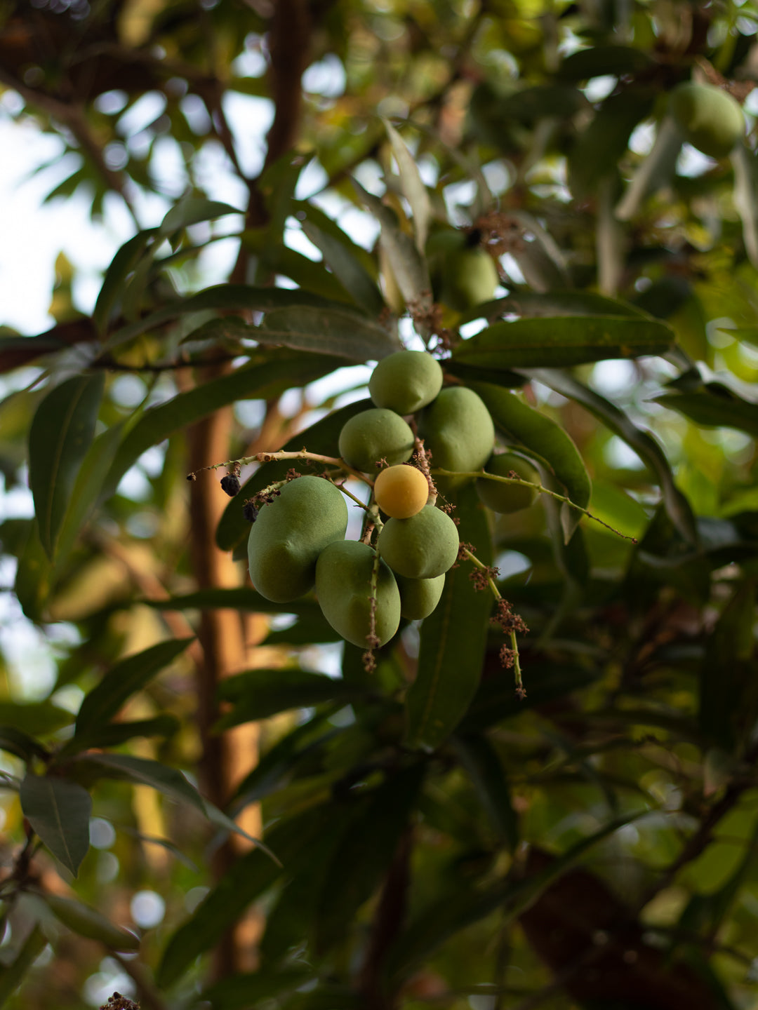 Totapuri Mango - Raw (Pickling/Salads)